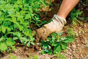 Incroyable remède populaire pour le contrôle des mauvaises herbes