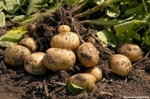 Restaurer le sol après la récolte de pommes de terre