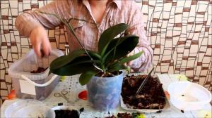 Transplantation réussie orchidée Phalaenopsis: 7 étapes