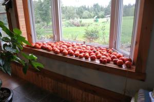Pour-ka 4 bonnes façons d'accélérer les tomates mûrissent sur le rebord de la fenêtre
