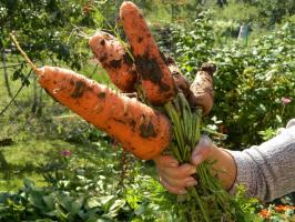 Vinaigrette efficaces recettes populaires, suivis par les carottes est en croissance rapide