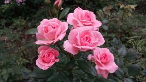 Roses dans le jardin pour les « nuls »: 5 règles pour ceux qui décident de planter une fleur