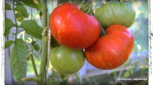 6 des meilleures variétés de tomates pour la serre et en plein champ