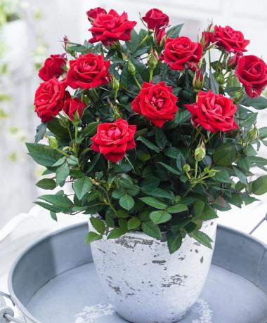 Roses sont spectaculaires dans de beaux pots et des pots