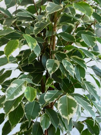 Panaché variété de Ficus benjamina. Lorsque l'air sec se débarrasse des feuilles de plantes pour réduire surface d'évaporation de l'humidité