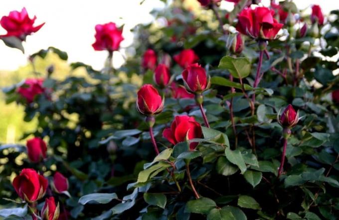 Cultivez rose parfumée est pas difficile, si vous savez « ce qu'il est. » Photo: alena-flowers.ru