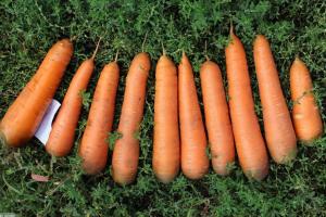 Correctement rassemblons et stockons carotte délicieux: finesse