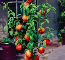 Nous plantons des arbres fruitiers à la maison. Caractéristiques du processus