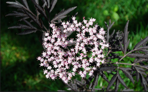 Sambucus nigra, de qualité dentelle noire - effet décoratif dans votre jardin