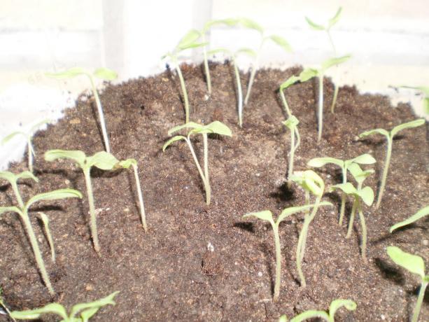 Les jeunes plants de tomate « remplissage blanc ». Terme - une semaine. Germination - 80 pour cent.