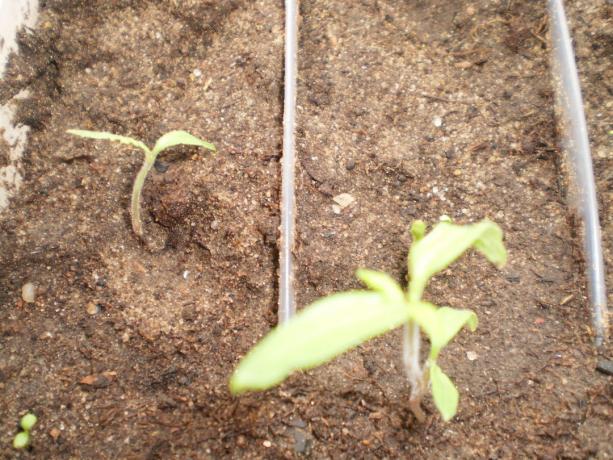 Les jeunes plants de tomate « Bouvreuil ». De la graine 25 pris naissance, malheureusement, seulement 10 pièces.