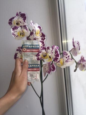 Je pulvérise l'acide succinique d'orchidées et fleurs dans les 3 branches!