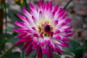 Cactus Dahlia - Bienvenue dans un jardin. Caractéristiques de la culture et de soins