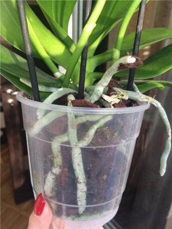 pot en plastique - le plus pratique pour Phalaenopsis