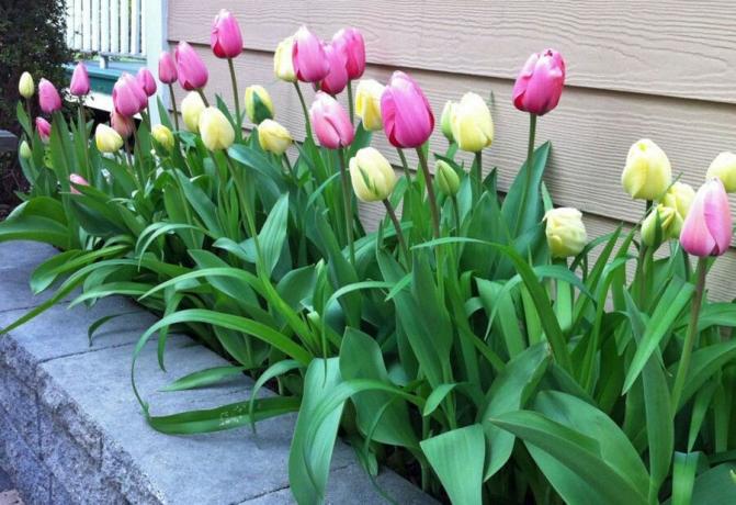 Tulipes - plantes peu exigeantes. Mais parfois, ils ont besoin d'alimentation