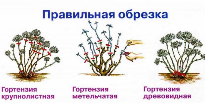 Schéma cultures d'automne différentes espèces d'hortensias ( http://fruittree.ru/wp-content/uploads/2017/07/Obrezka.jpg)