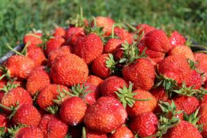 Pourquoi l'acide borique pour les fraises?