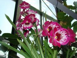 Orchidée soins Milton maison