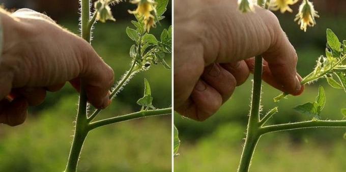 Apprendre à pincer la tomate | Source photo econet.ru