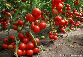 Quand et comment retirer les feuilles de tomate