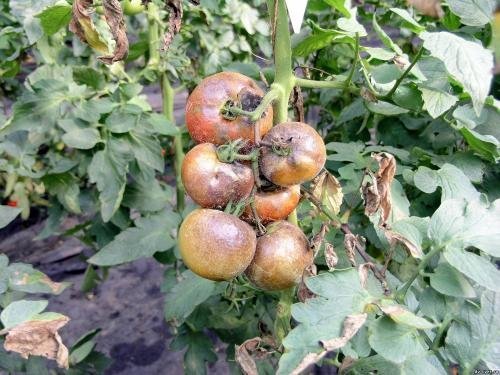 Bush tomate endommagé par Phytophthora
