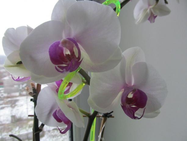 Blanc et lilas odeurs préférées, et maintenant, lorsque la fenêtre est la neige. Phalaenopsis - plantes d'intérieur qui peuvent fleurir en hiver!