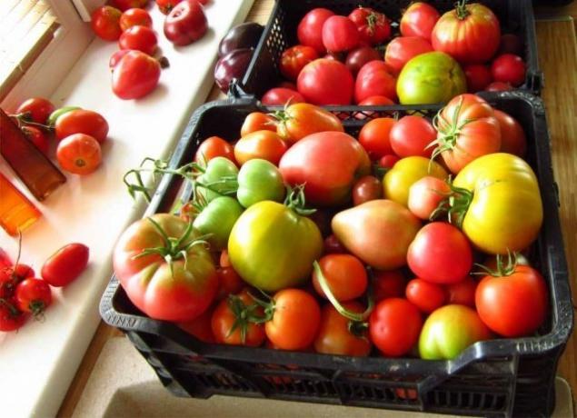 tomates mûrs (fermilon.ru)