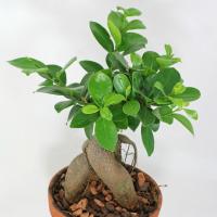 Soins Ficus Ginseng à la maison