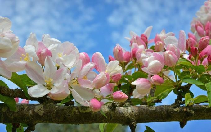fleur d'Apple - l'un des symboles du printemps est venu!