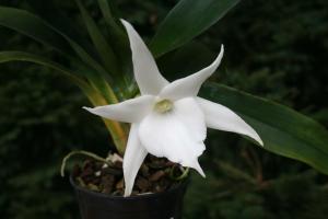 Collectionneurs de plantes - Angraecum. les secrets de plus en plus