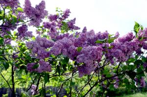 Fin Avril - temps pour que le modèle d'alimentation fleurissent lilacs