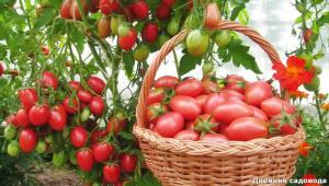 Restaurer le sol après récolte des tomates