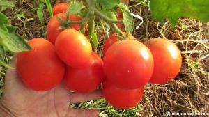Augmenter le rendement et le nombre d'ovaires dans les tomates