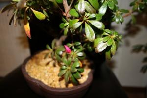 Saving Azalea - pourquoi la plante laisse tomber les feuilles et ce qu'il faut faire pour résoudre le problème?
