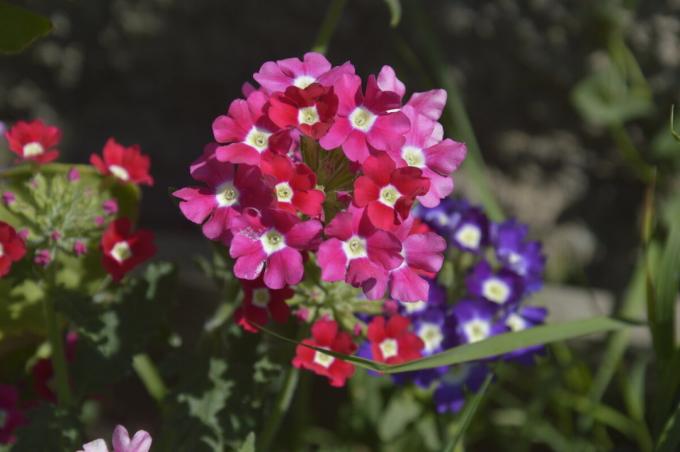 verveine lumineux dans mon jardin