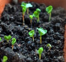 7 moyens de lutte contre les moisissures sur le substrat avec les plants