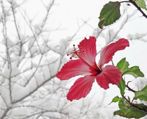 Hibiscus fleur en hiver, quand ils sont en chaleur, mais l'été ne peuvent pas jeter les bourgeons. Illustrations pour un article tiré de l'Internet