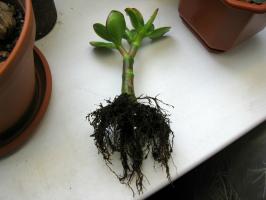 Réanimation Jade: Comment sauver arbre d'argent, si les racines pourries ou le tronc est devenu doux?