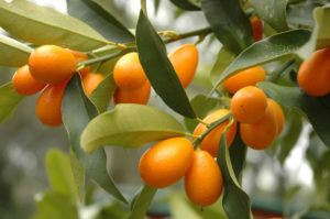 Kumquat: propriétés utiles et contre-indications