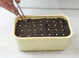Comment cultiver une salle de poivrons dans la maison. Quelques règles importantes