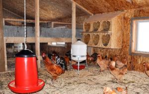 Coop hiver: comment créer des conditions optimales pour les poules pondeuses
