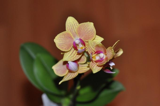 Il suffit de regarder: sauf cette beauté peut être nocif? Une photo d'un de mes préférés orhideek