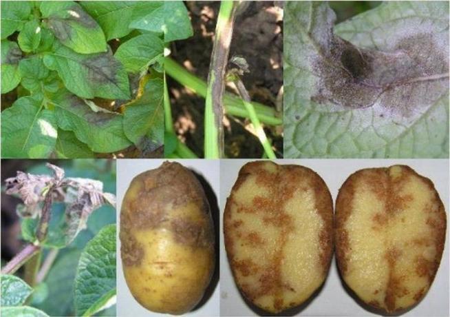 Pommes de terre avec Phytophthora (Photo à partir d'Internet)