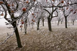 3 principales causes de maladies des arbres fruitiers