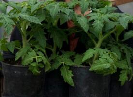 Secrets de pousser les semis forts et trapu de tomate.