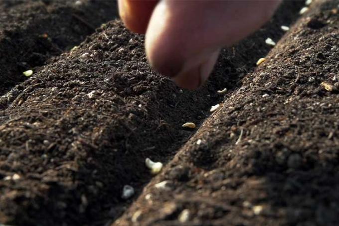 Quand semer des graines pour l'hiver, il est important de les brancher dans le sol à une certaine profondeur