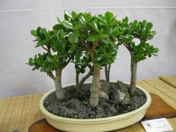 arbre argent Bonsai