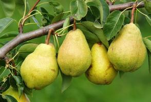 Assurez-vous de planter une poire dans son jardin