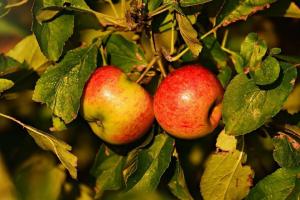 Comment facile à propager des arbres fruitiers