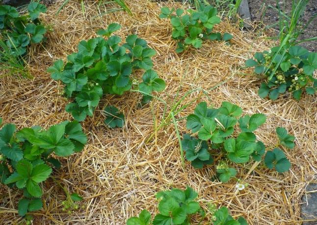 4 erreurs stupides pendant les plantes paillage | Jardinage & Horticulture
